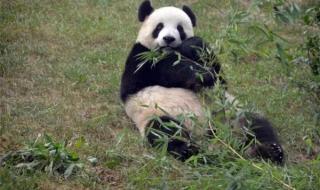 大熊猫和小熊猫是不是一种动物 大熊猫和小熊猫